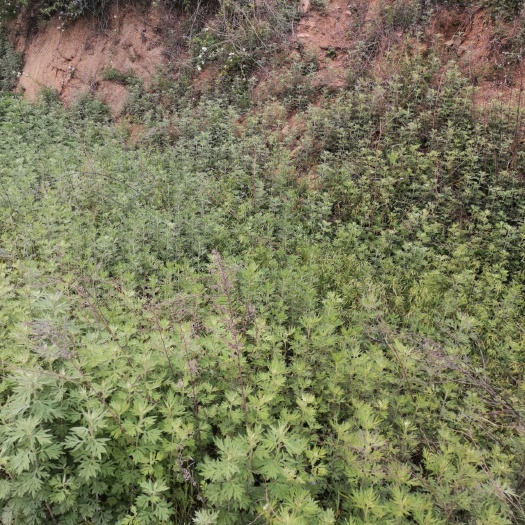 连云港 山里艾草叶，非种植，