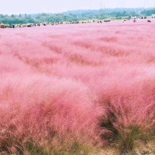 青州市粉黛乱子草