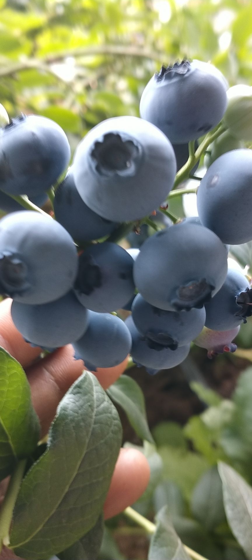 北陆蓝莓 15mm以上 鲜果