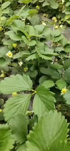 沭阳县 大量销售草莓苗