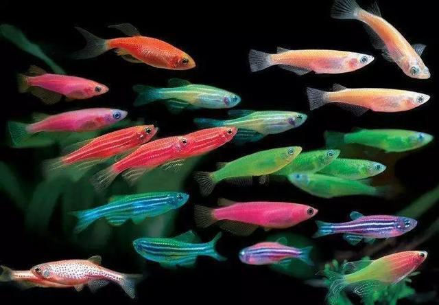上海 斑马鱼