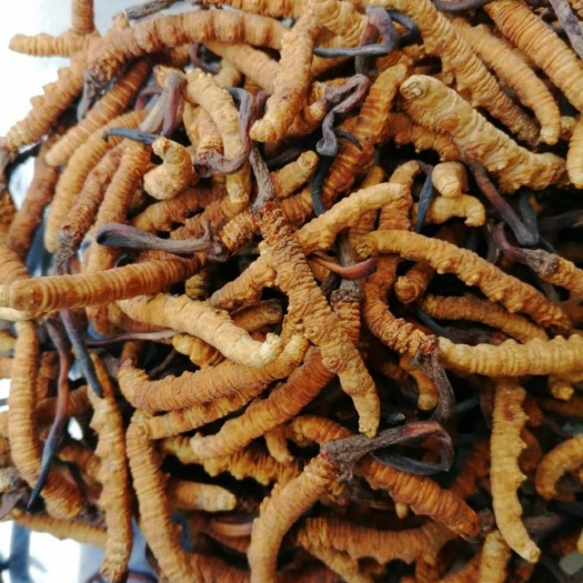 大通县 青海玉树果洛虫草