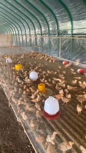 铜陵皖南黄脚 脱温土鸡苗疫苗齐全半月龄壹月龄代养