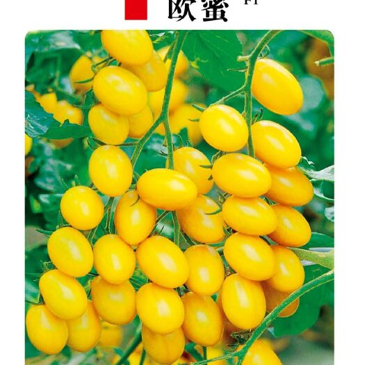 樱桃番茄种子  黄色小番茄～口感型