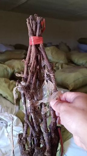 兴城市蜜光葡萄苗 密光嫁接大苗