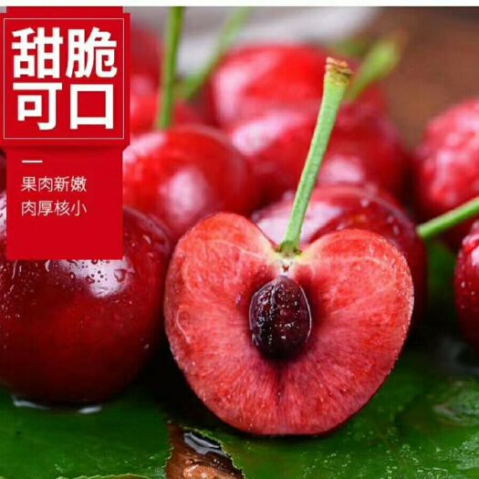泰安当季的新鲜樱桃