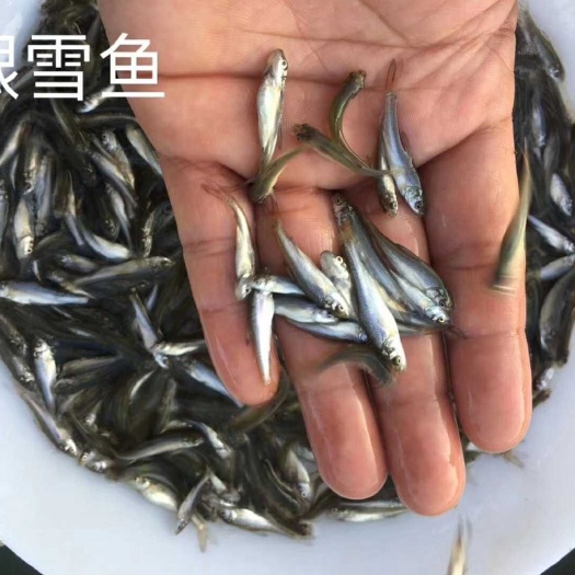 四会市银雪鱼苗 优质淡水/银鳕鱼苗 包邮包/活