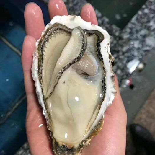 乳山生蚝 优质保肥生蚝，有机海域生长，可直接生食。