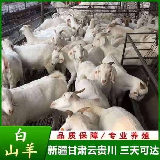 连云港 美国白山羊质量保证。专业养殖11年。