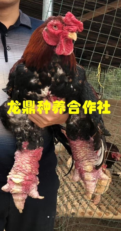 陆川县 越南东涛鸡苗  大脚鸡苗 东涛鸡