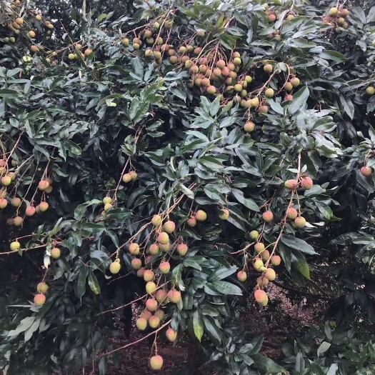 廉江市妃子笑荔枝 妃子笑已上市。