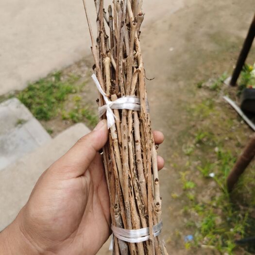 丰县 白蜡枝金蝉枝条