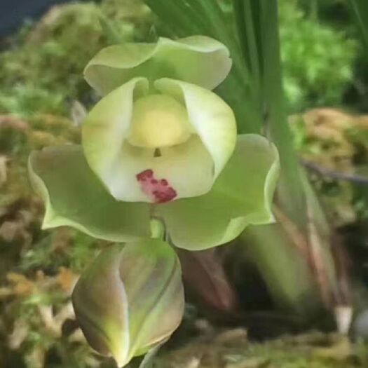 通江县春剑兰花  春剑龙根盆景草  艺草，实生苗