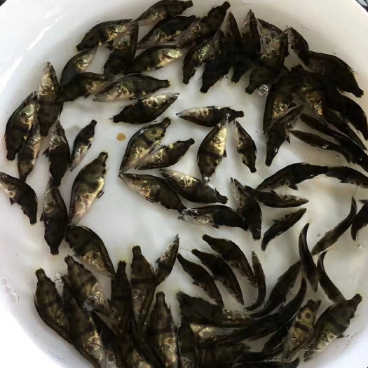四会市桂鱼苗 优质桂花鱼苗 鳜鱼苗 黑鳜鱼苗