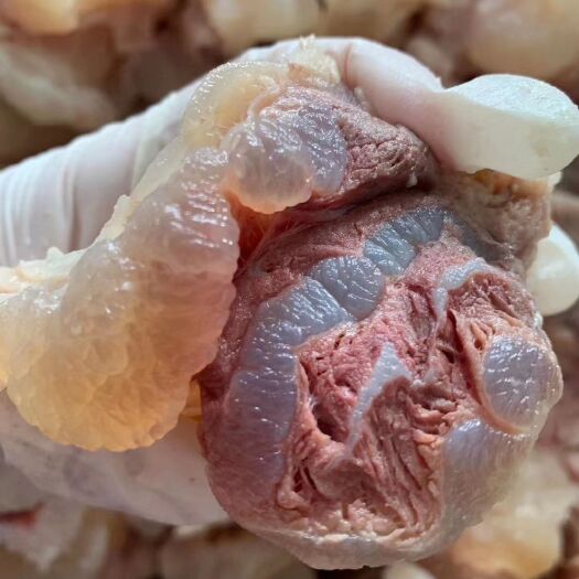 阳信县牛筋  精品熟筋头巴脑筋多肉少厂家直销大量有货