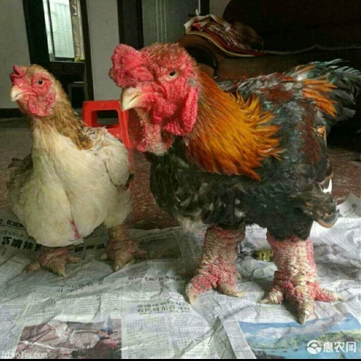 南宁 东涛鸡苗  大脚东涛鸡  纯种东涛鸡  质量保证  包运输