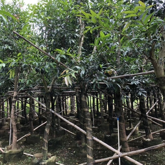 夏橡树  广东普宁大量水蒲桃 袋苗/假植苗现货批发，欢迎来电询价