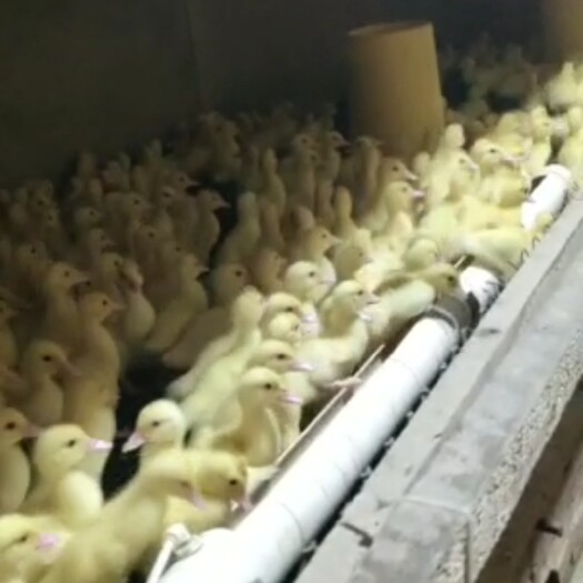 莆田 番鸭苗大量出售
