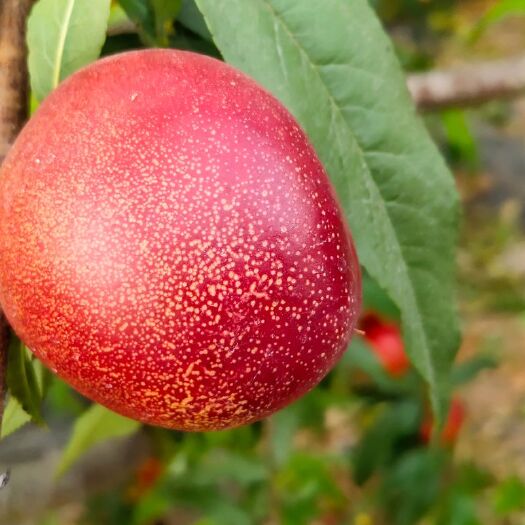 砀山县 鲜油桃