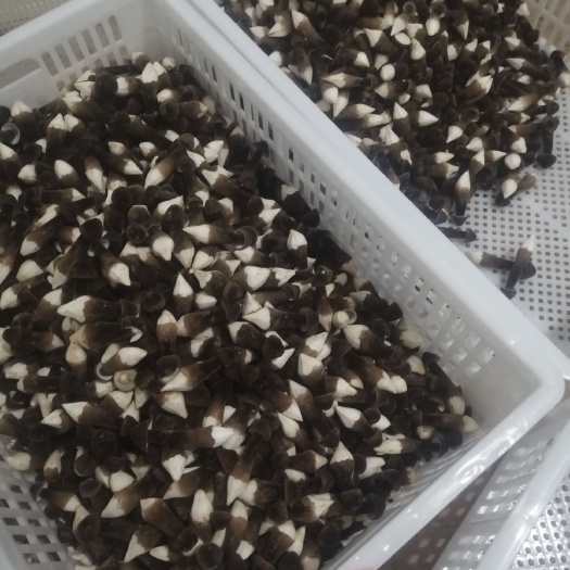 单县您想要的黑皮鸡枞菌这里都有
四季出菇，基地直供