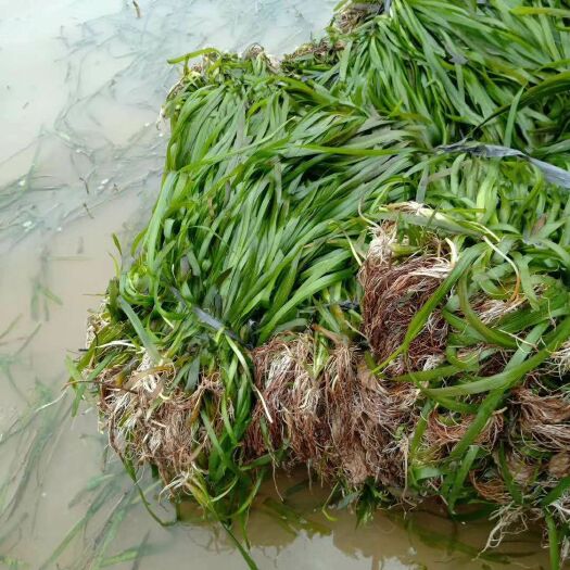 赤壁市 优质苦草，大批量供应
