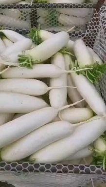 重庆市白萝卜  萝卜便宜卖，走过路过机会充要错过