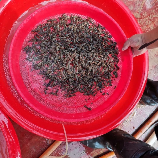 仪陇县澳洲淡水龙虾成品及虾苗