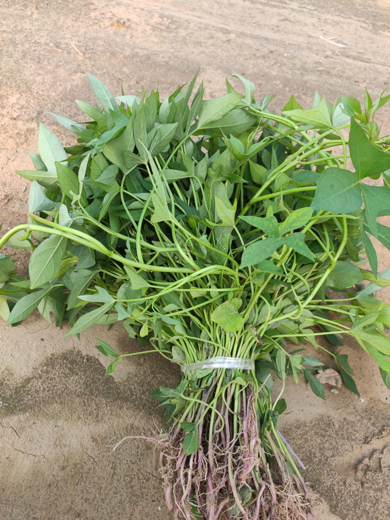 紫薯种  紫薯薯苗、紫薯苗、红薯苗徐紫八