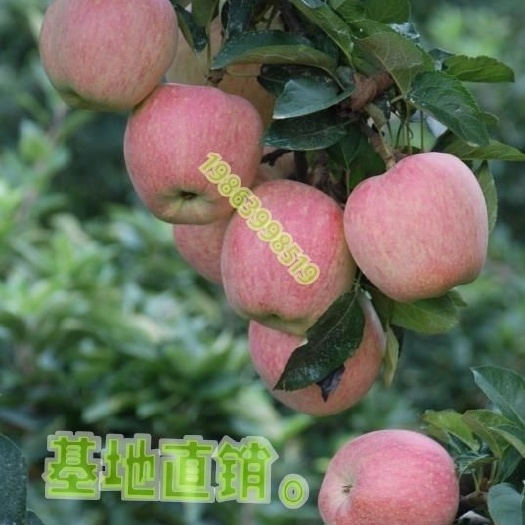 平邑县 美国新红星苹果树苗。适合庭院地栽。基地直销。现挖现卖