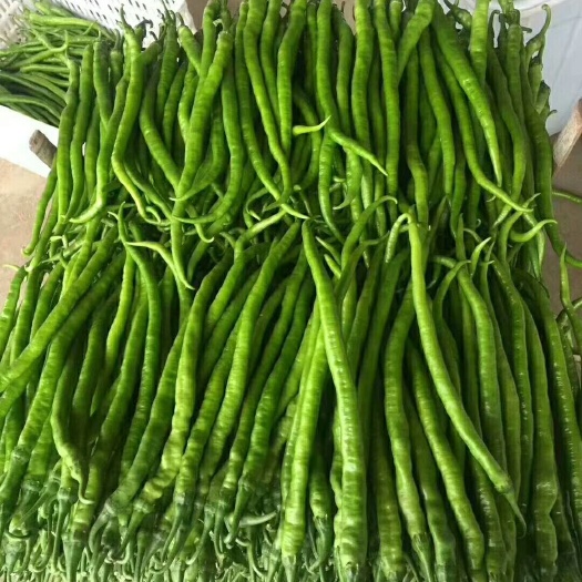 夏邑县301辣椒 301.线椒大量