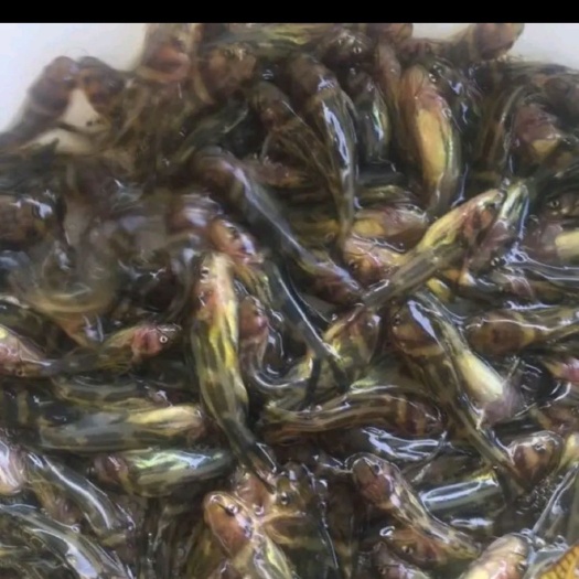 重庆市黄颡鱼  正宗黄辣丁，自己养殖场养殖，欢迎来电详询
