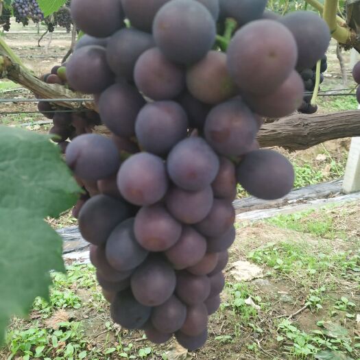 新沂市藤稔葡萄 早夏