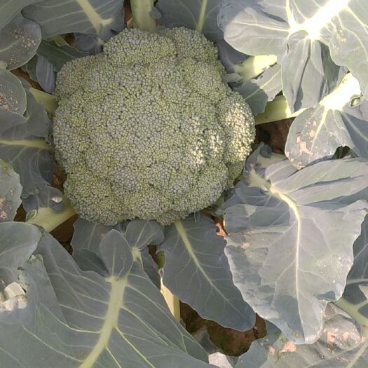 濮阳县炎秀西兰花