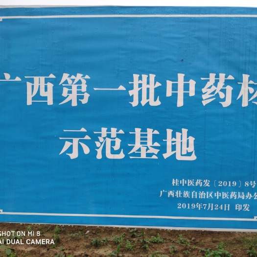 五指毛桃苗 五指毛桃~脱贫致富好帮手，管理粗放，技术要求低，价格平稳