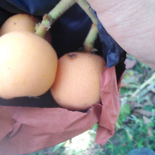 石棉县石棉县高山枇杷