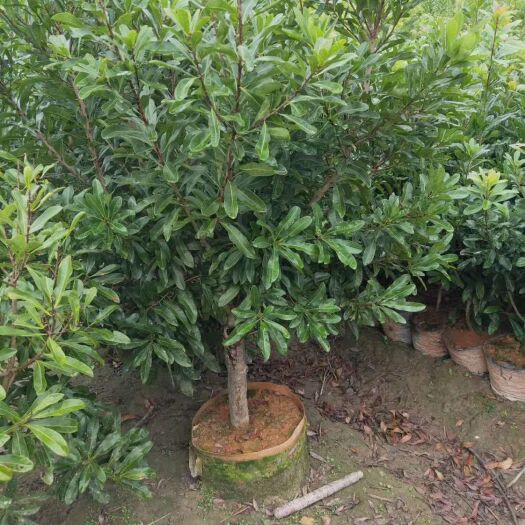 靖州县杨梅树