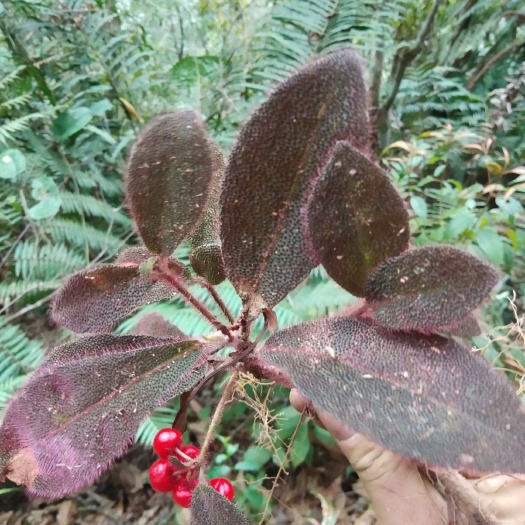 蒙山县虎舌红盆栽 新鲜虎舌红
