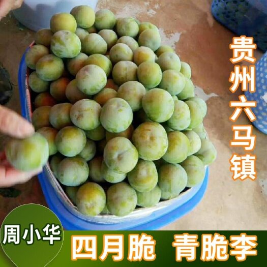 镇宁县四月李苗
