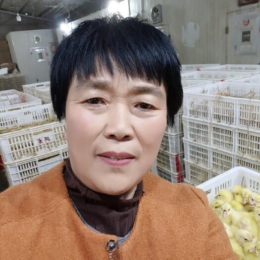 沭阳县 常年批发鹅苗
