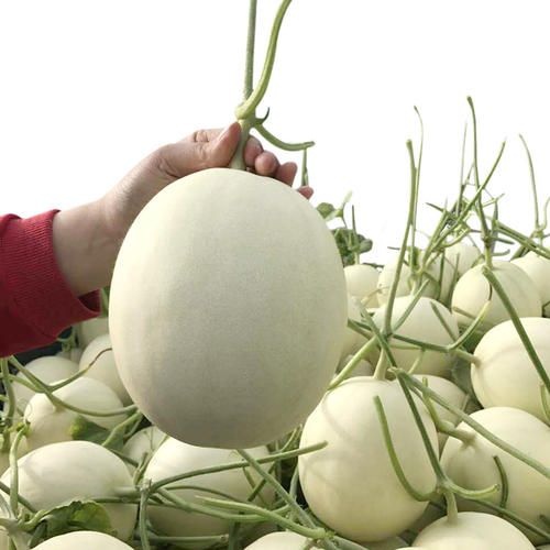 玉菇甜瓜  玉菇香瓜，冰淇淋香瓜，成祥农副产品购销服务有限