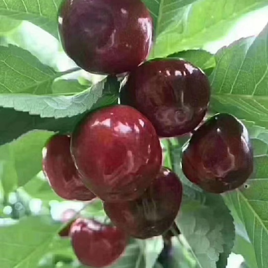 汉源县 阳光汉源大樱桃
