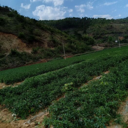 丘北县 大量新鲜辣椒上市欢迎采购