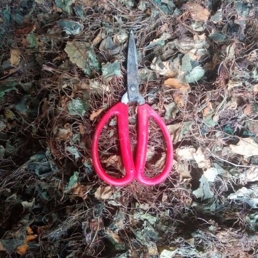 石阡县虎耳草 贵州铜仁高原非种植无硫中药材虎儿草干货水洗晒干无杂质