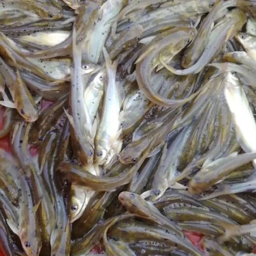 四会市叉尾鮰鱼  斑点 优质人工淡水养殖 苗场直供