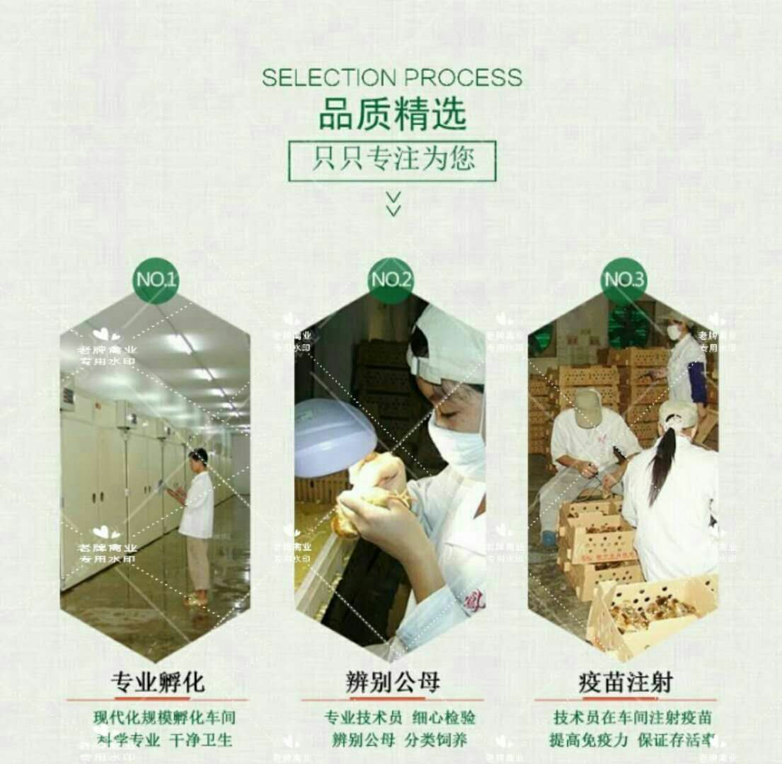  东涛鸡苗  大脚东涛鸡  纯种东涛鸡  质量保证  包运输