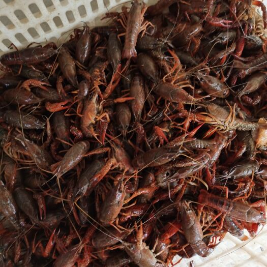 洪湖市洪湖小龙虾 小青2-4钱
