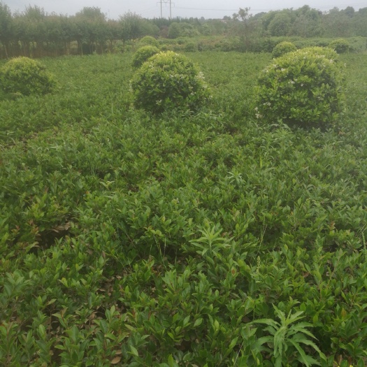 长沙 茶梅小毛球