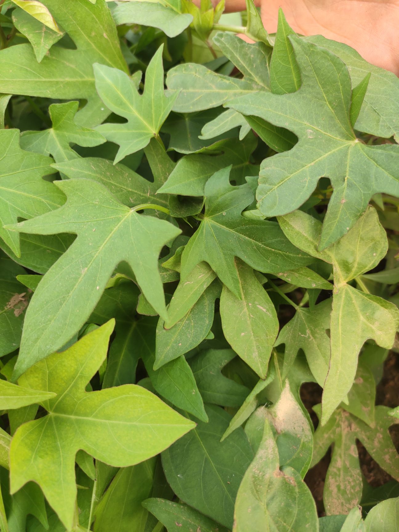 紫薯种  紫薯薯苗、紫薯苗、红薯苗徐紫八