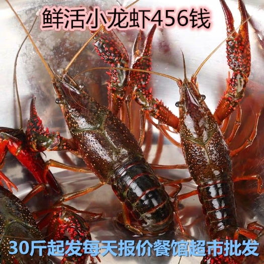 潜江市潜江小龙虾 中青4-6钱