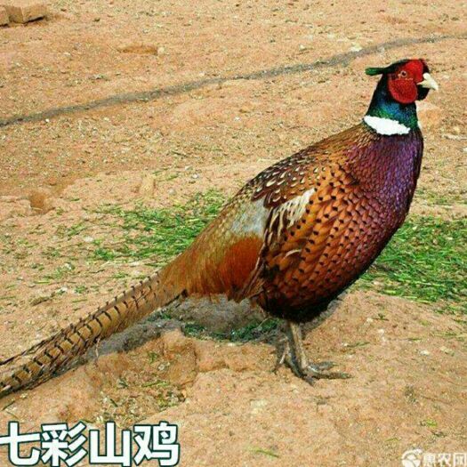 南宁 山鸡苗，包打疫苗 包运输